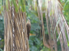 Xiphorhynchus guttatus