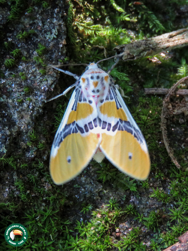 Idalus admirabilis