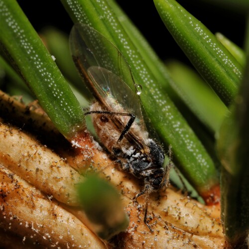 Wax-bordered Spruce Aphid
