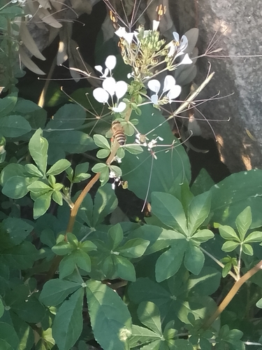 Western Honey Bee