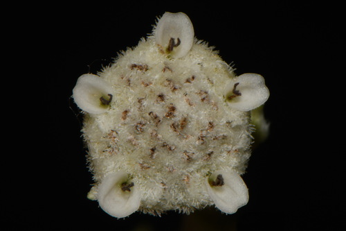 Ozark wild quinine (Parthenium hispidum)