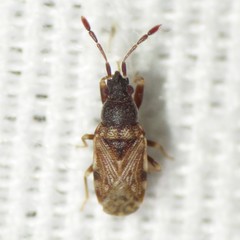 Sisamnes contractus