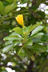 Cascabela ovata