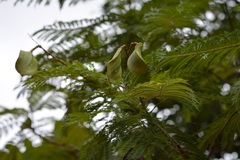 Jacaranda acutifolia