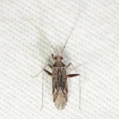 Phytocoris inops