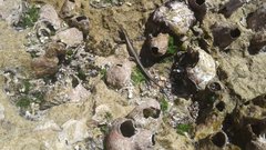 Cryptoblepharus africanus