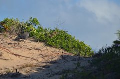 Numida meleagris mitratus