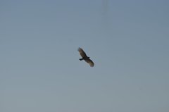 Circaetus