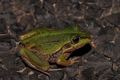 Ranoidea alboguttata