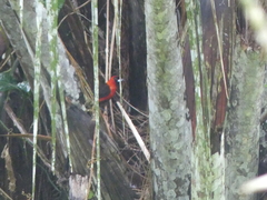 Ramphocelus nigrogularis