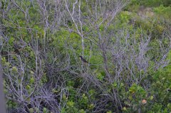 Laniarius ferrugineus