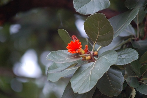 Cordia dodecandra (Cordia dodecandra)