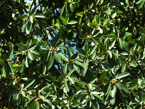 Common Wild Fig