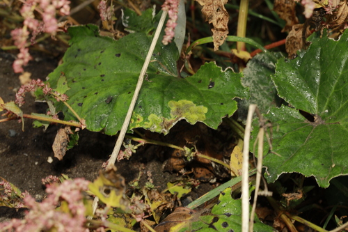Phytomyza tussilaginis
