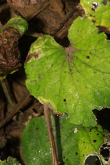 Acidia cognata