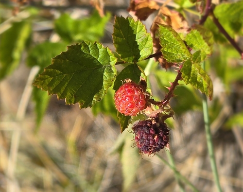 dark raspberry (Rubus nigerrimus)