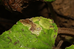 Acidia cognata