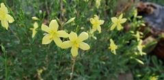 Menodora scabra