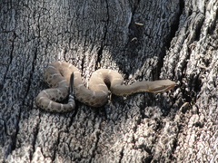 Crotalus willardi willardi