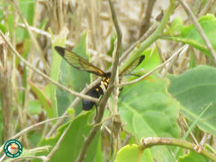 Isanthrene incendiaria