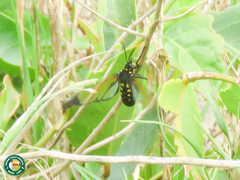 Isanthrene incendiaria