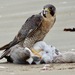 Peregrine Falcon - Photo (c) dlbowls, some rights reserved (CC BY-NC)