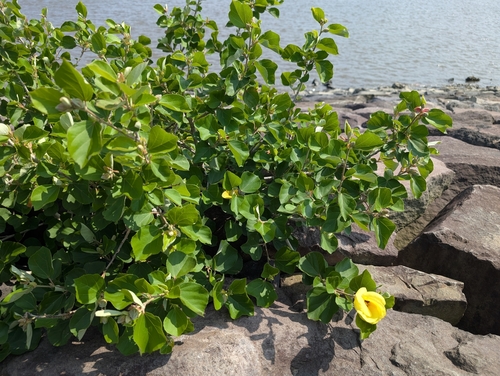 Yellow Rose Mallow (Hibiscus hamabo)