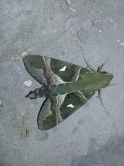Nephele argentifera