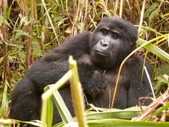 Gorilla beringei beringei