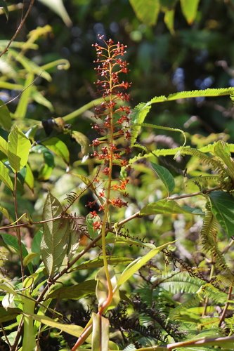 Nepenthes reinwardtiana