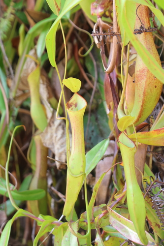 Nepenthes reinwardtiana