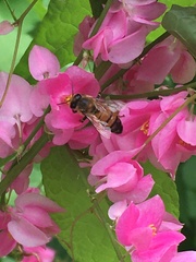 Apis mellifera