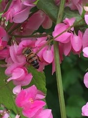 Apis mellifera