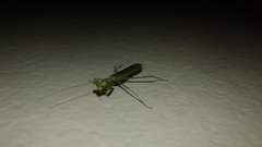 Insecta