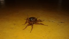 Insecta