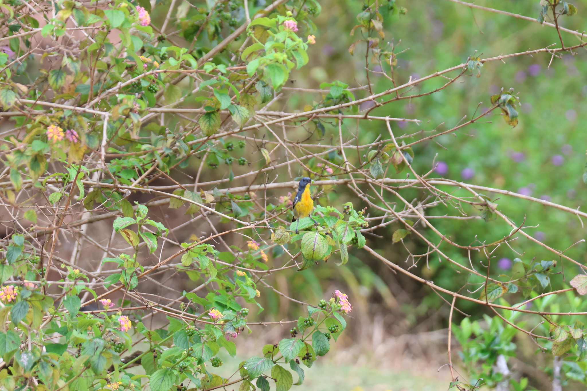 Yellow-rumped Flowerpecker (Prionochilus xanthopygius), photo 6