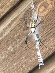Argiope aurantia