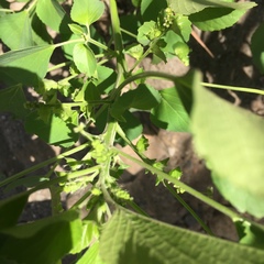 Acalypha indica