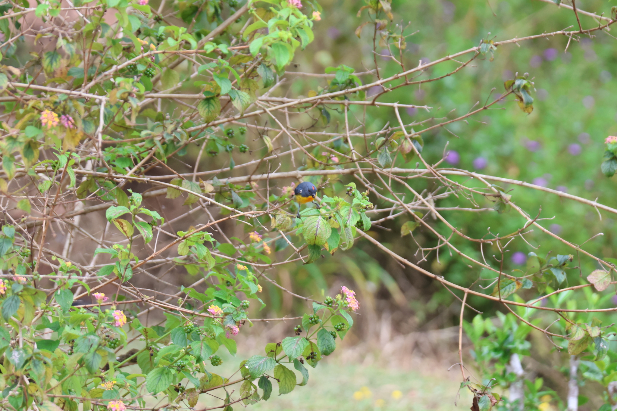 Yellow-rumped Flowerpecker (Prionochilus xanthopygius), photo 7