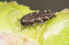 Acmaeodera retifera