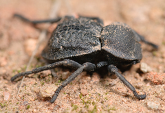 Microschatia inaequalis