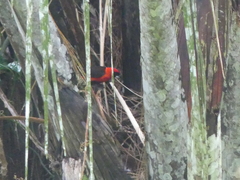 Ramphocelus nigrogularis