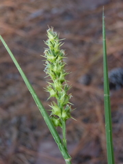 Cenchrus longispinus