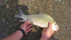 Carpiodes cyprinus