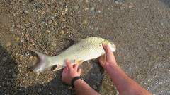 Carpiodes cyprinus
