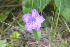 Ruellia lactea