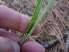 Cenchrus longispinus