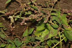 Atriplex glabriuscula