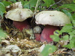 Rubroboletus rubrosanguineus