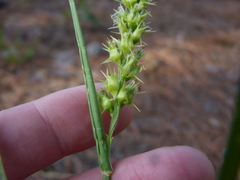 Cenchrus longispinus